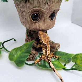 노멀 트라이 쿼드 핀스트라이프 화이트스팟