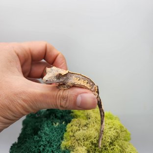 노멀 트라이 쿼드 핀스트라이프 화이트스팟 화이트포트홀