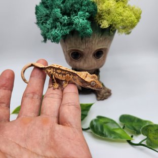 노멀 트라이 익스트림할리퀸 화이트스팟 핀스트라이프