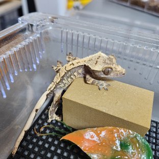 노멀 트라이 익스트림할리퀸 화이트포트홀 화이트스팟