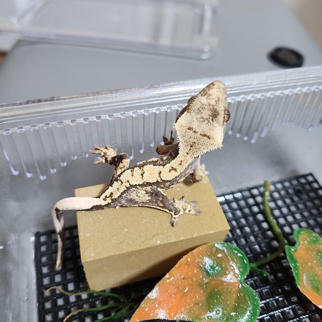 노멀 트라이 익스트림할리퀸 화이트포트홀 화이트스팟