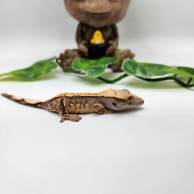 노멀 트라이 쿼드 핀스트라이프 화이트스팟 화이트포트홀