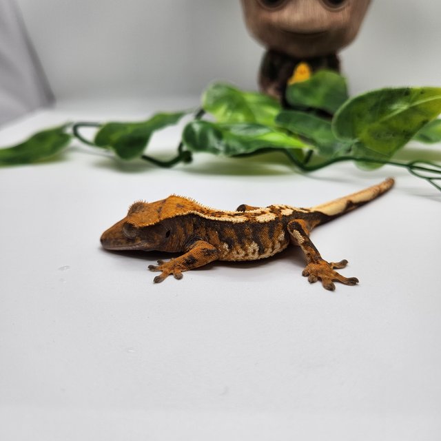 노멀 트라이 익스트림할리퀸 화이트스팟 텐저린