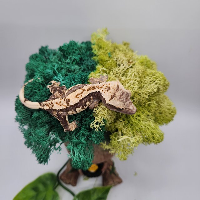 노멀 쿼드 화이트스팟 화이트포트홀 다크 블랙