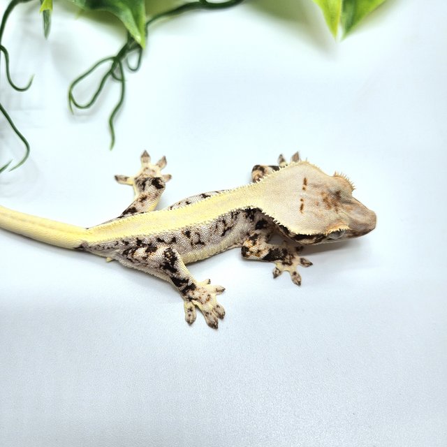 릴리화이트 솔리드백 화이트