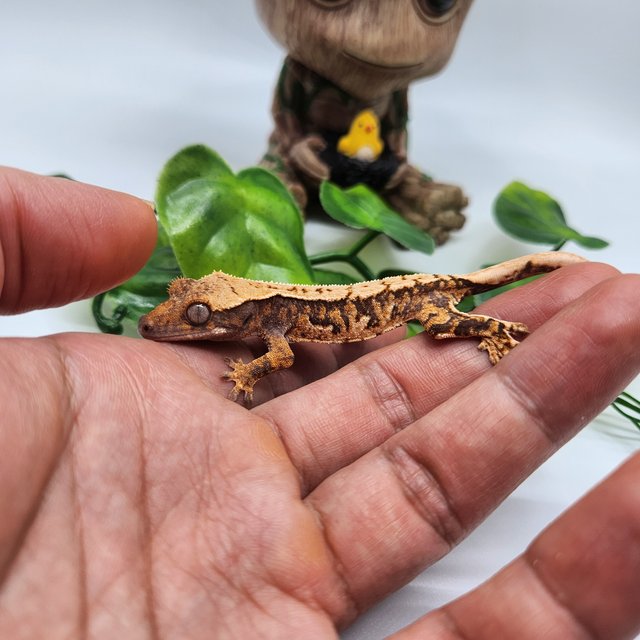 노멀 트라이 드리피 익스트림할리퀸 화이트스팟