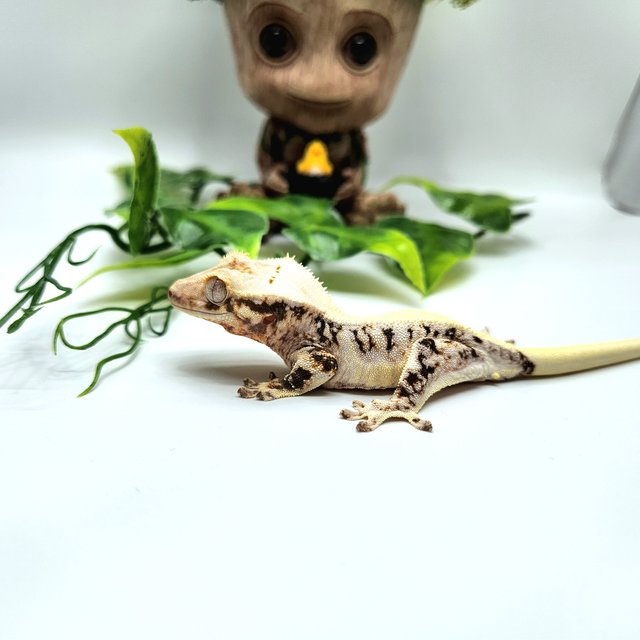 릴리화이트 솔리드백 화이트