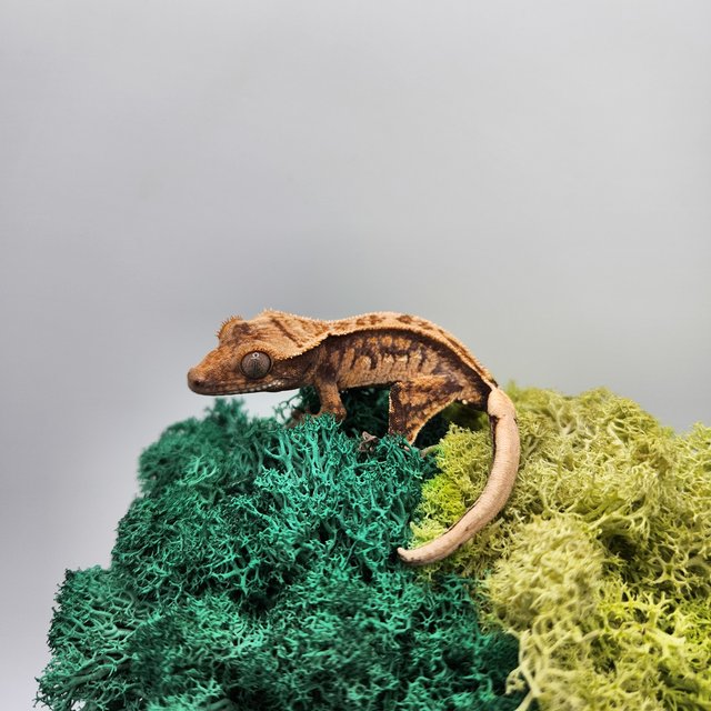 노멀 트라이 익스트림할리퀸 화이트스팟 핀스트라이프