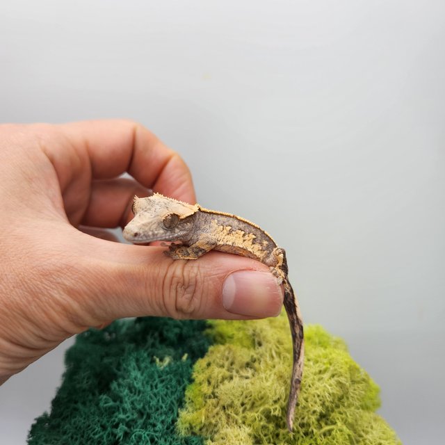 노멀 트라이 쿼드 핀스트라이프 화이트스팟 화이트포트홀