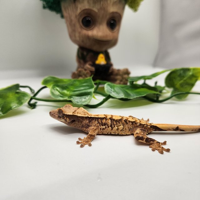 노멀 트라이 익스트림할리퀸 화이트스팟