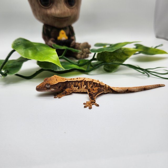 노멀 트라이 드리피 익스트림할리퀸 화이트스팟