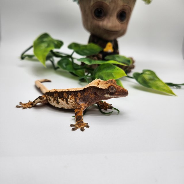 노멀 트라이 익스트림할리퀸 핀스트라이프 화이트스팟