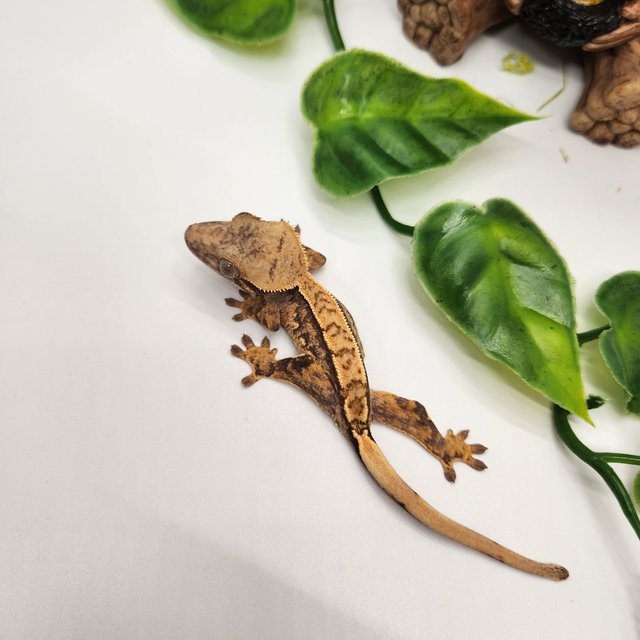 노멀 트라이 핀스트라이프 쿼드 화이트포트홀 화이트스팟