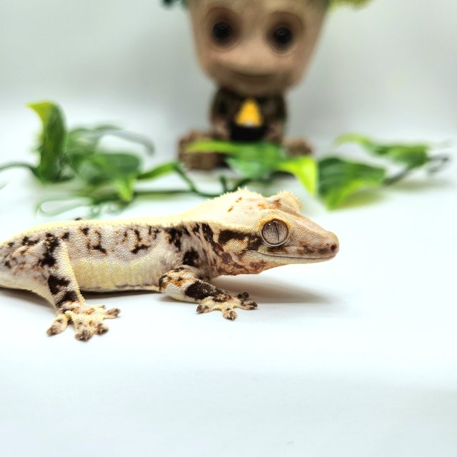 릴리화이트 솔리드백 화이트