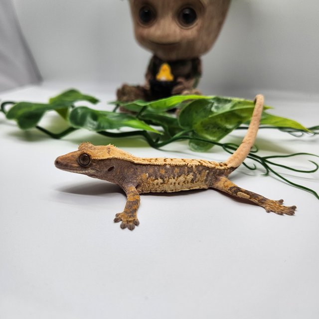 노멀 트라이 쿼드 화이트스팟 드리피