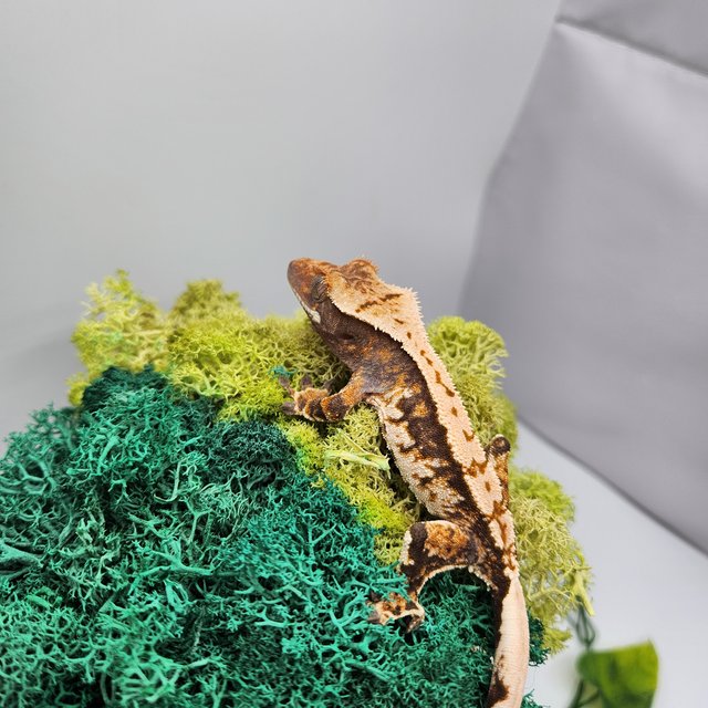 노멀 트라이 익스트림할리퀸 핀스트라이프 화이트스팟