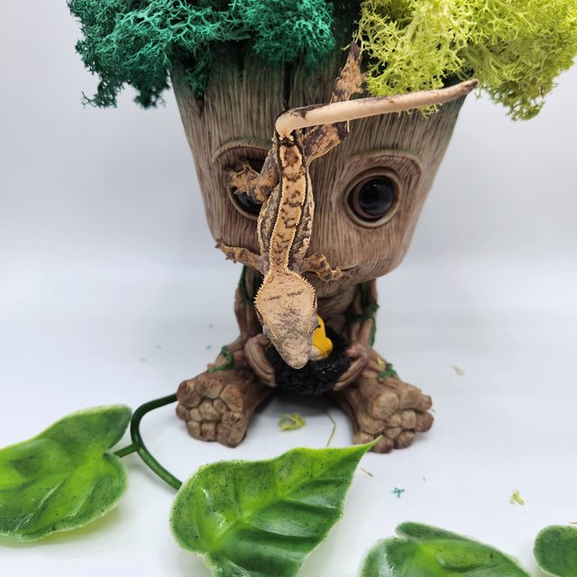 노멀 트라이 핀스트라이프 쿼드 화이트포트홀 화이트스팟