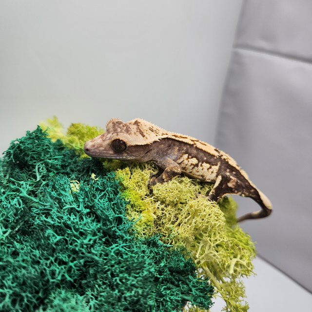 노멀 쿼드 화이트스팟 화이트포트홀 다크 블랙