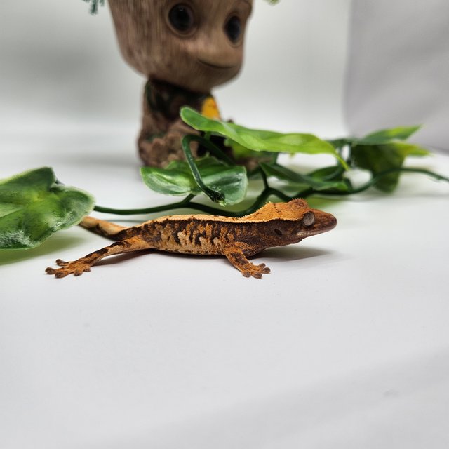 노멀 트라이 드리피 익스트림할리퀸 화이트스팟