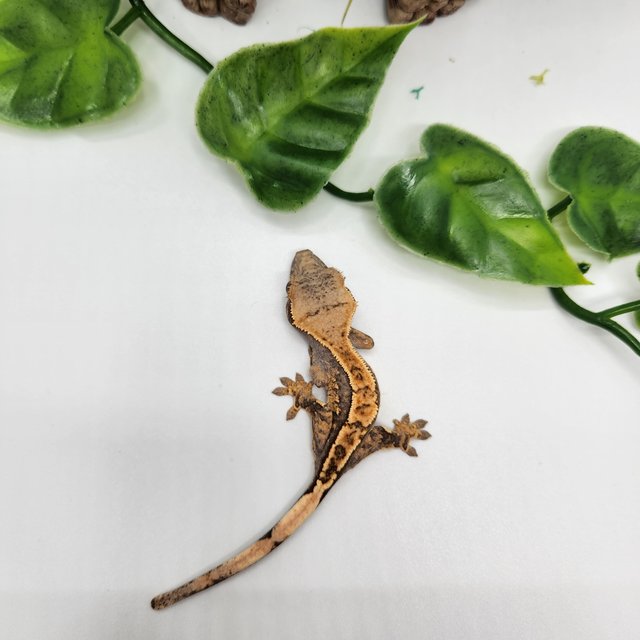 노멀 트라이 쿼드 핀스트라이프 화이트스팟 화이트포트홀