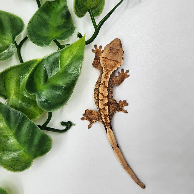 노멀 트라이 화이트스팟 익스트림할리퀸 텐저린