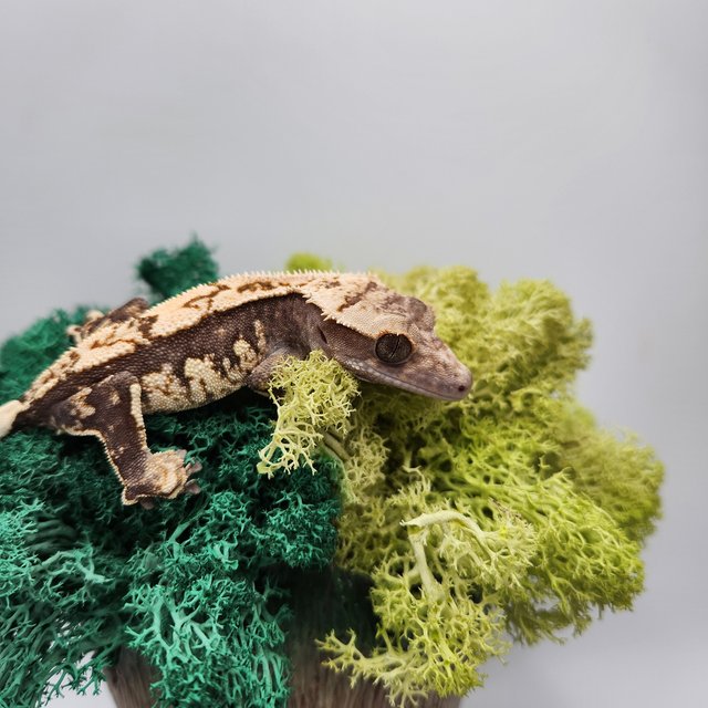 노멀 쿼드 화이트스팟 화이트포트홀 다크 블랙