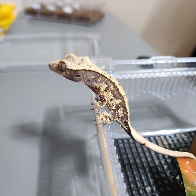 노멀 트라이 익스트림할리퀸 화이트포트홀 화이트스팟