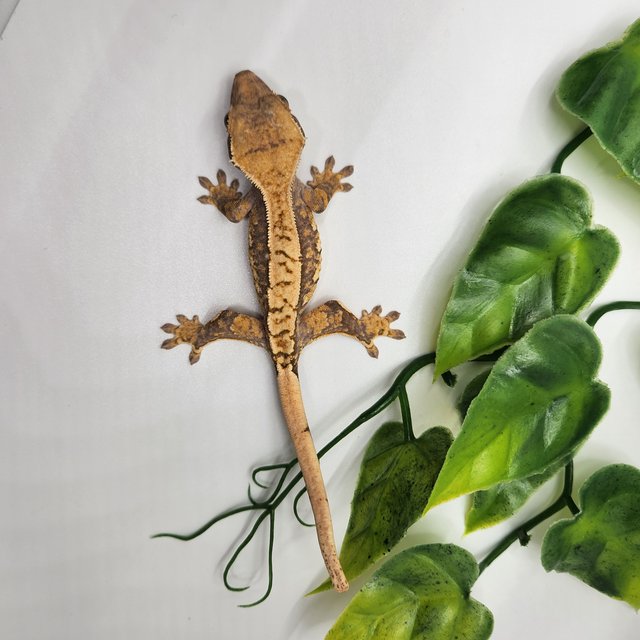 노멀 트라이 쿼드 화이트스팟 드리피