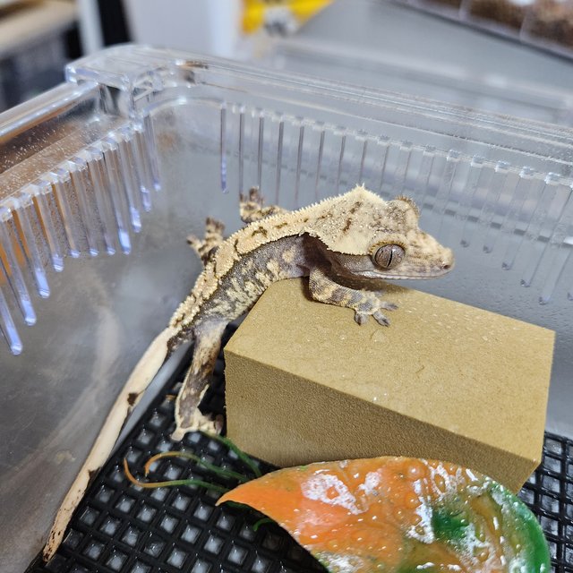 노멀 트라이 익스트림할리퀸 화이트포트홀 화이트스팟