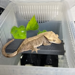 노멀 다크 팬텀 달마시안