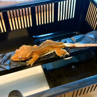 화이트포트홀 레드 바이