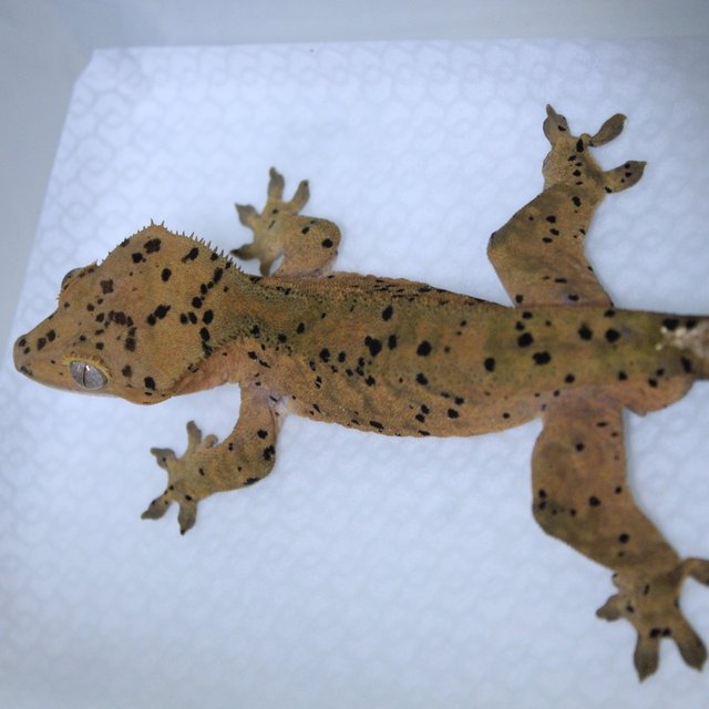 레드 슈퍼달마시안