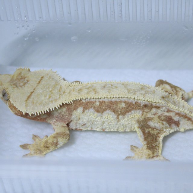 드리피 화이트스팟 레드