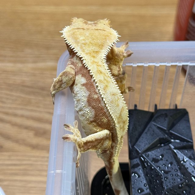 드리피 화이트스팟 레드