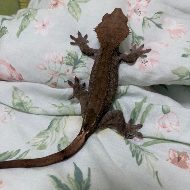 다크 팬텀 카푸치노