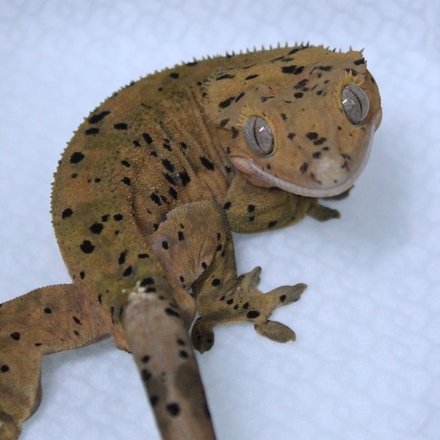 레드 슈퍼달마시안