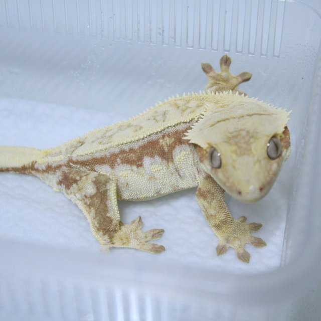 드리피 화이트스팟 레드