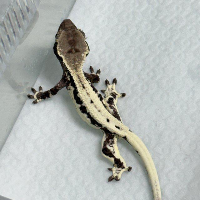 프라푸치노 아잔틱