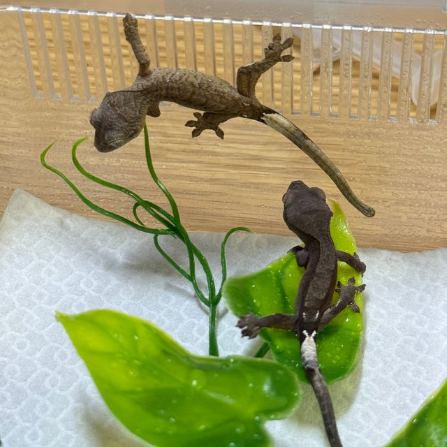 노멀 다크 팬텀 카푸치노