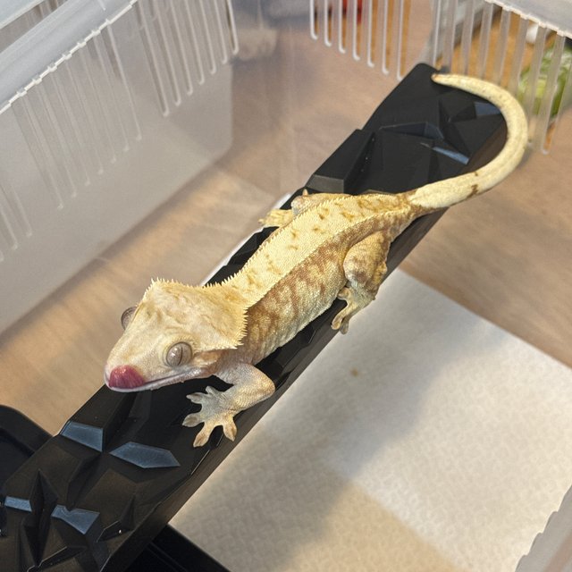 레드 익스트림할리퀸 화이트스팟