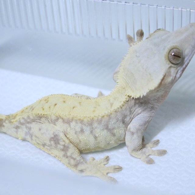 레드 익스트림할리퀸 화이트스팟