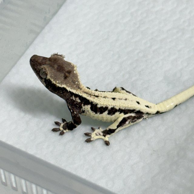 프라푸치노 아잔틱