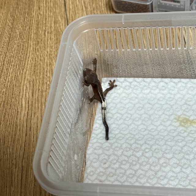 레드 팬텀 카푸치노