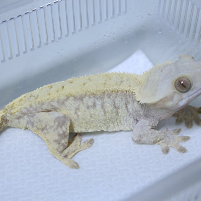 레드 익스트림할리퀸 화이트스팟