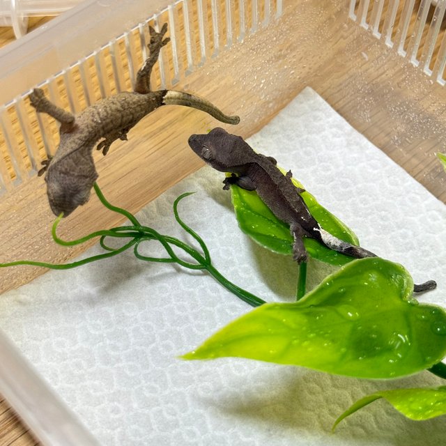 노멀 다크 팬텀 카푸치노