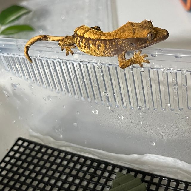 할리퀸