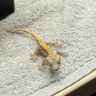 릴리100%헷아잔틱