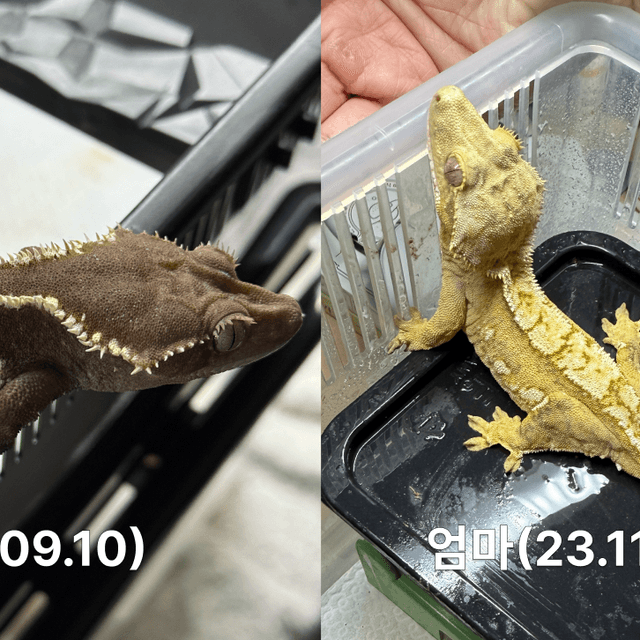 릴리100%헷아잔틱