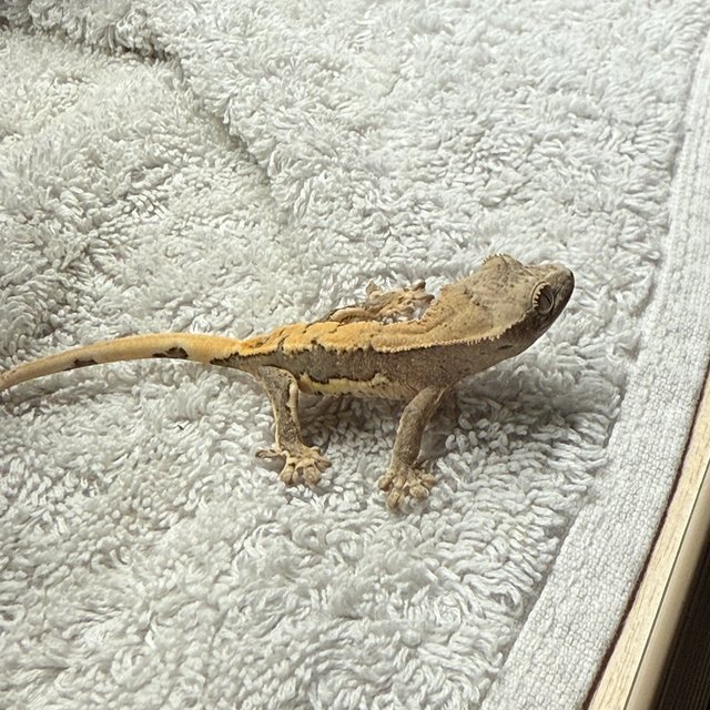 릴리100%헷아잔틱