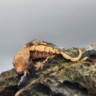 세이블